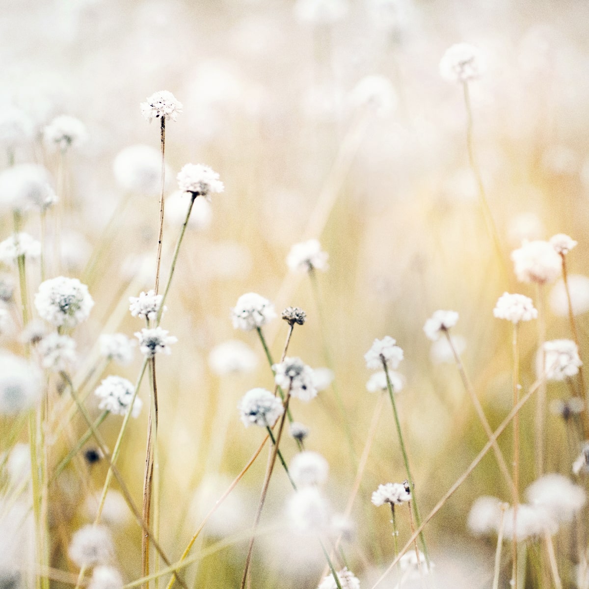 Sustainability initiatives
